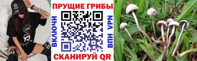 Галлюциногенные грибы MAGIC MUSHROOMS  Ставрополь 